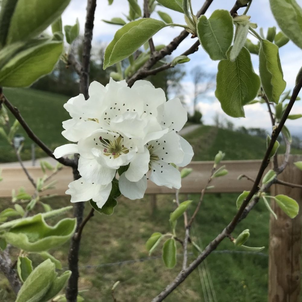 Kirschblüte